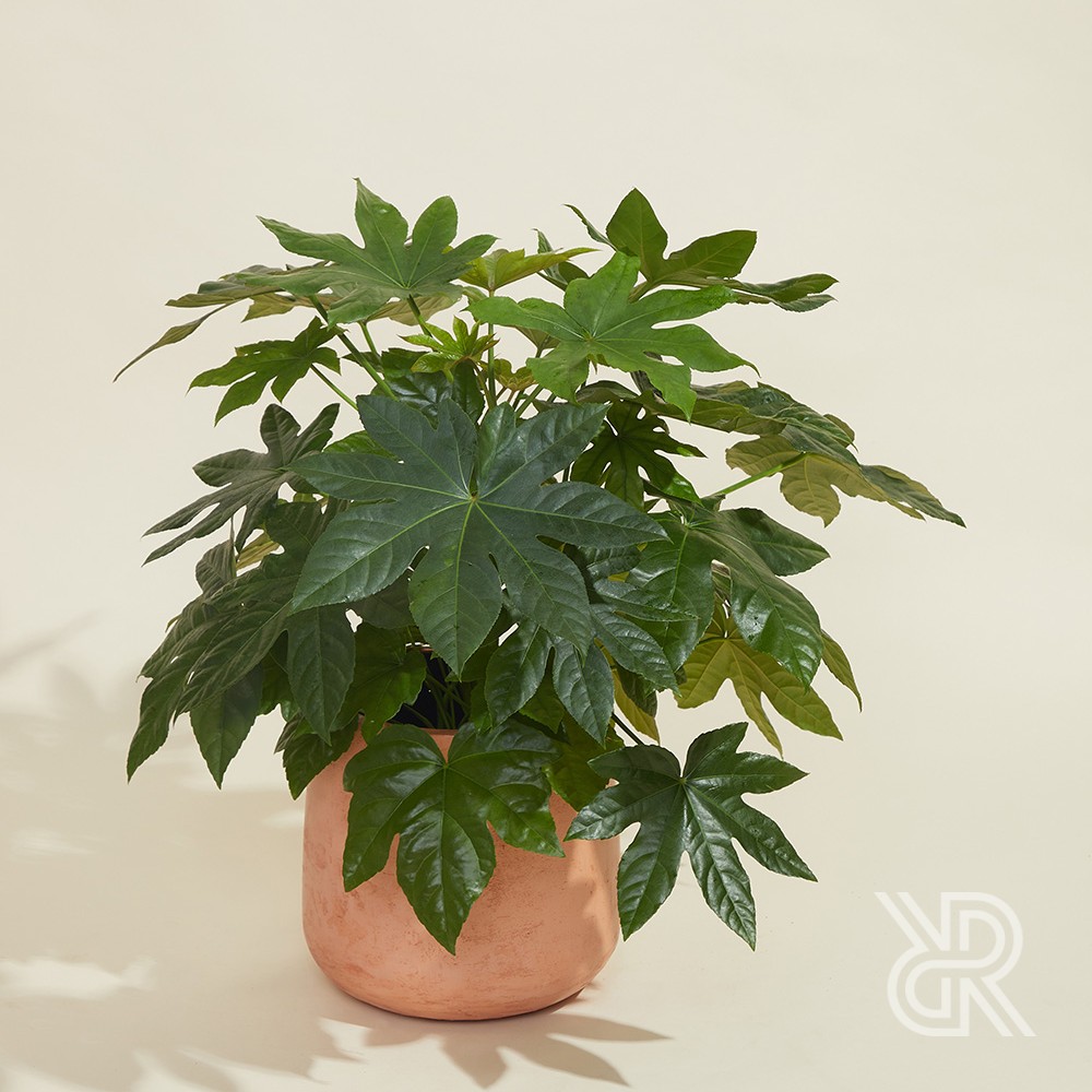 Фатсия Фото Комнатный – Telegraph