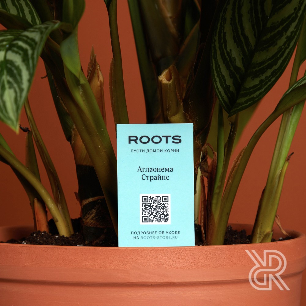 Roots Store Ru Интернет Магазин