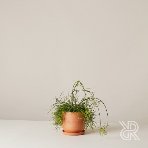 Рипсалис d17 Комнатное растение