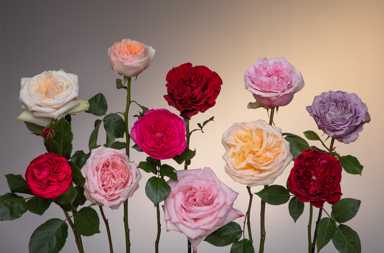 Пионовидные розы в коллекции Roots Flowers
