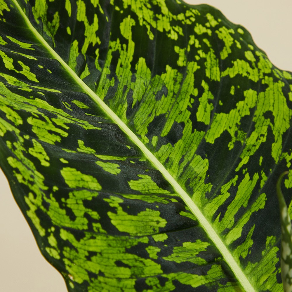 Диффенбахия Рефлектор Диффенбахия Рефлектор