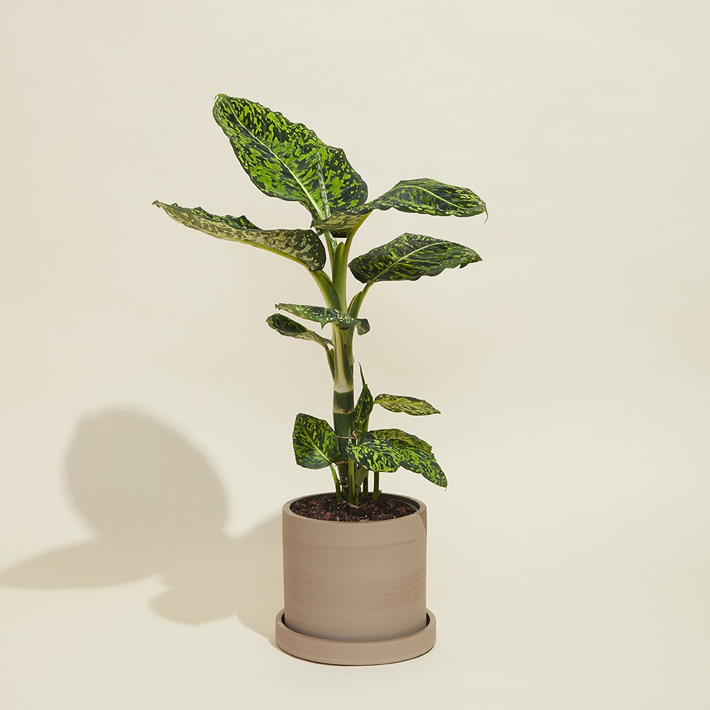 Диффенбахия Рефлектор Диффенбахия Рефлектор