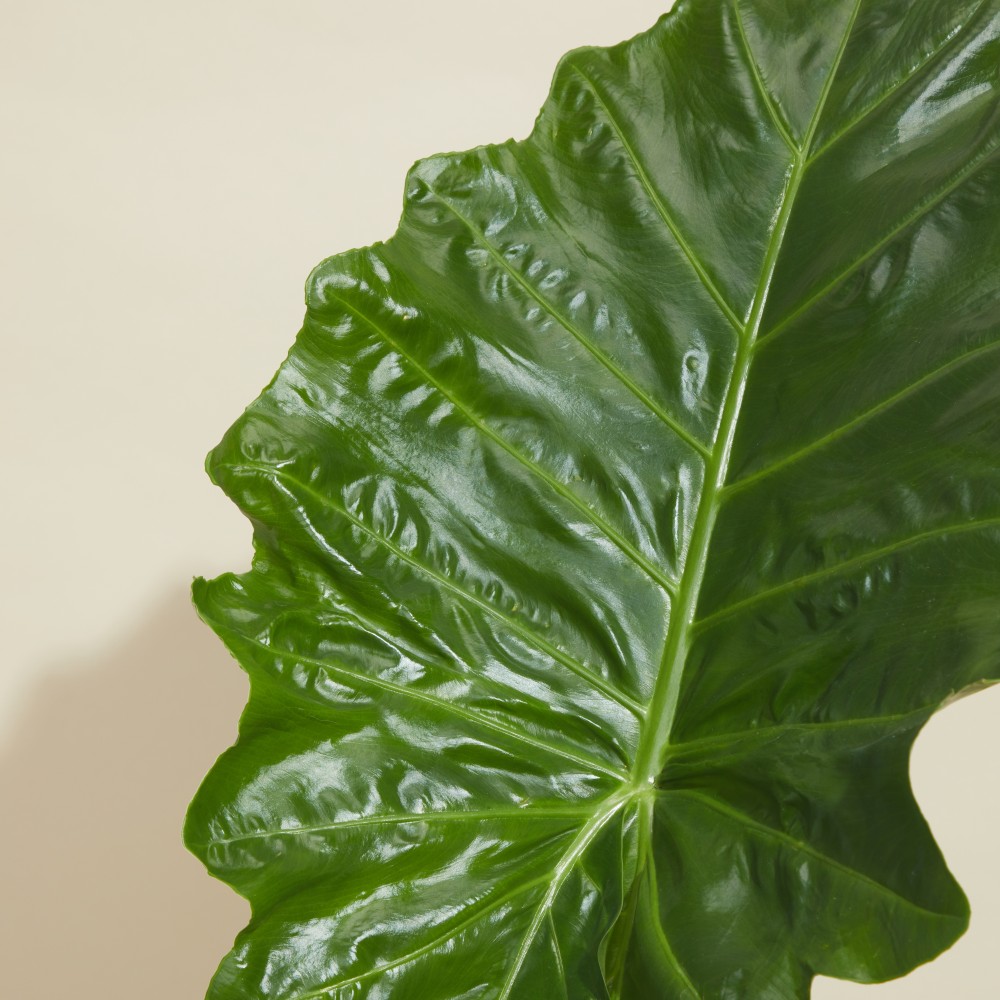 Алоказия Портодора