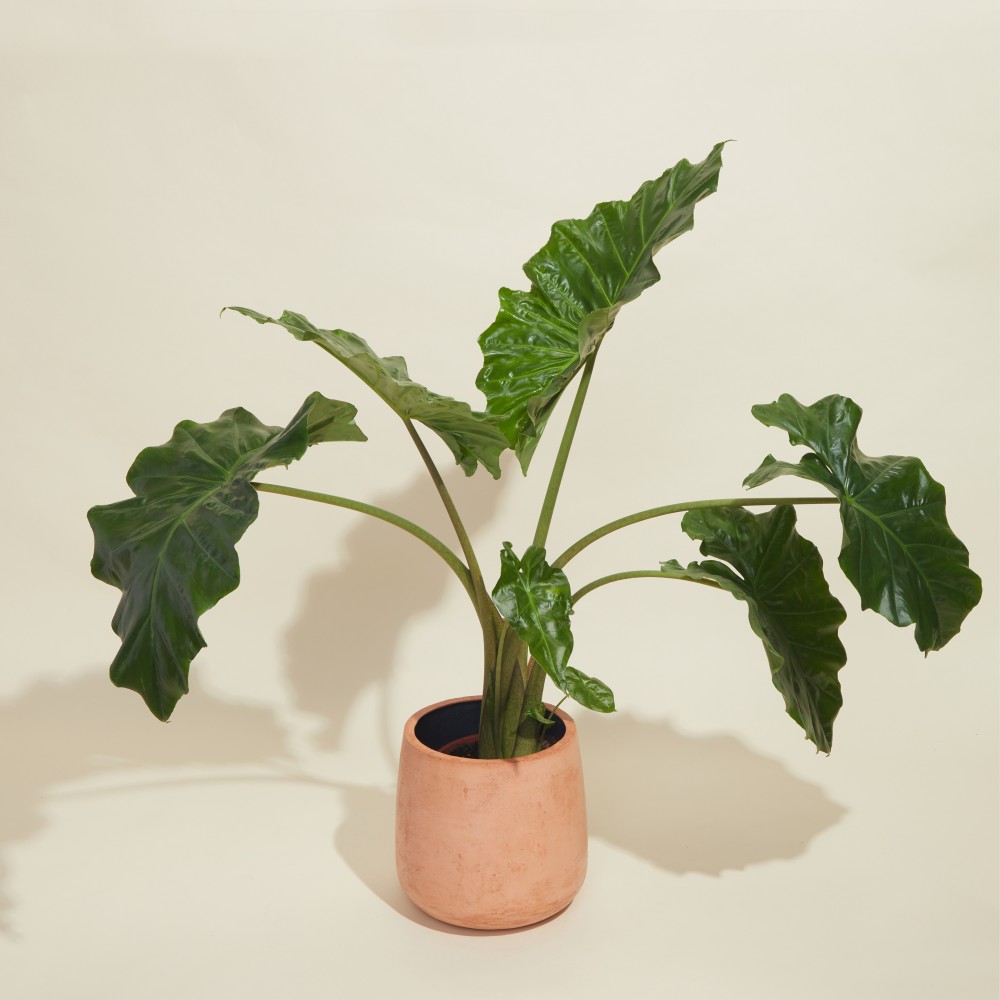 Алоказия Портодора