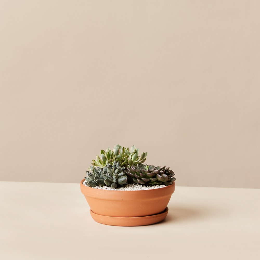 Суккулент микс 02