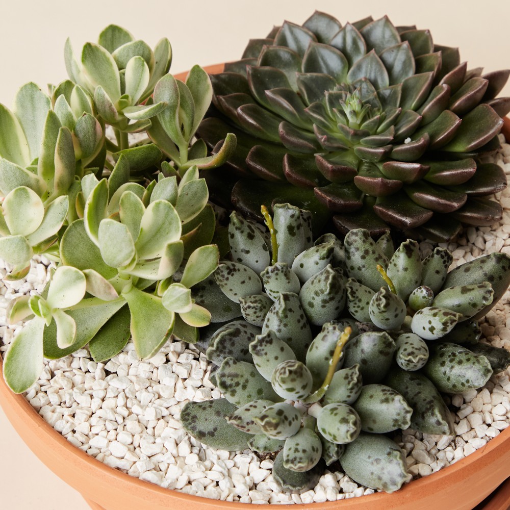 Суккулент микс 02