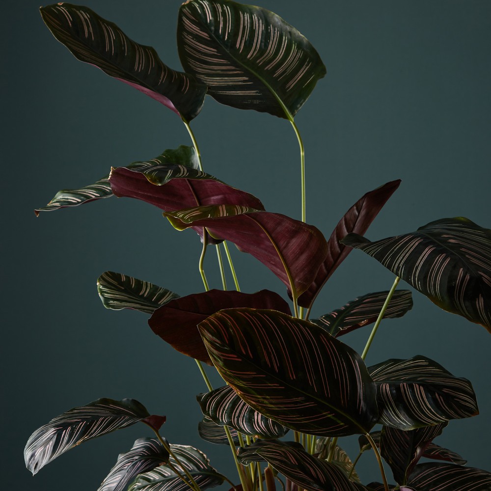 Калатея Орната