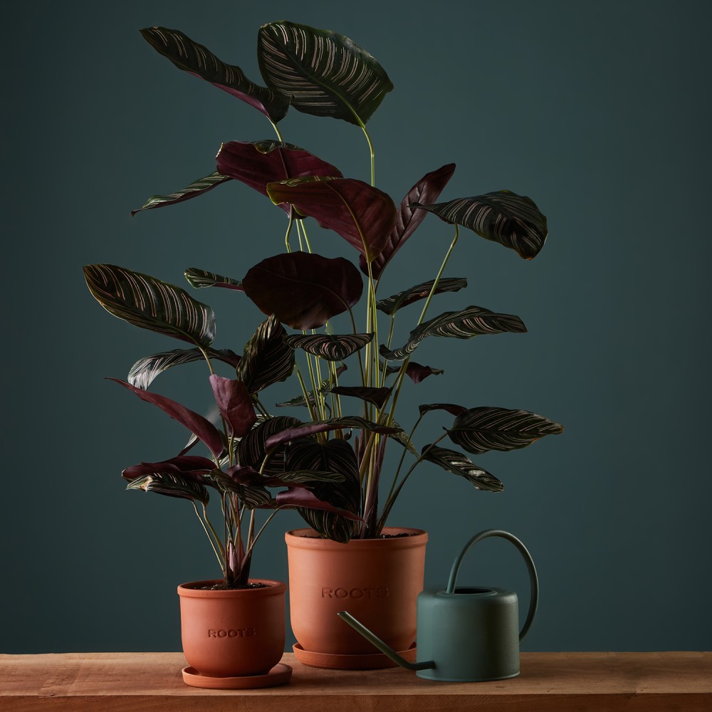 Калатея Орната