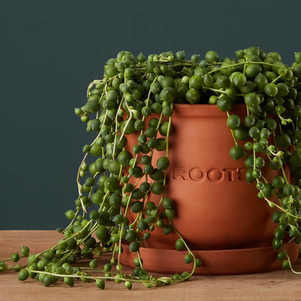 Крестовник Роули Крестовник Роули