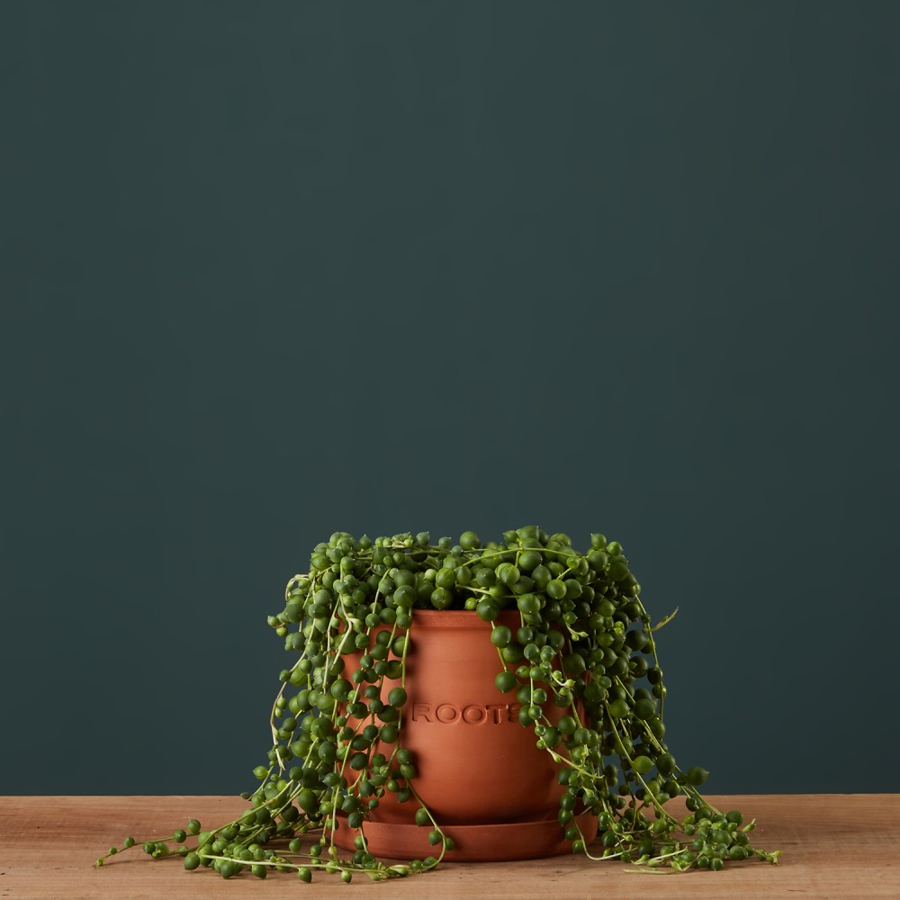 Крестовник Роули Крестовник Роули