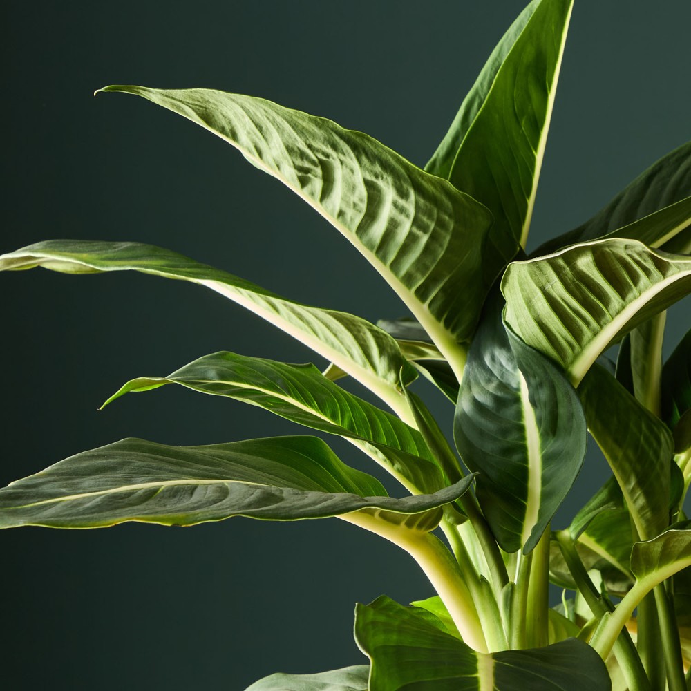 Диффенбахия Грин Мэджик Диффенбахия Грин Мэджик