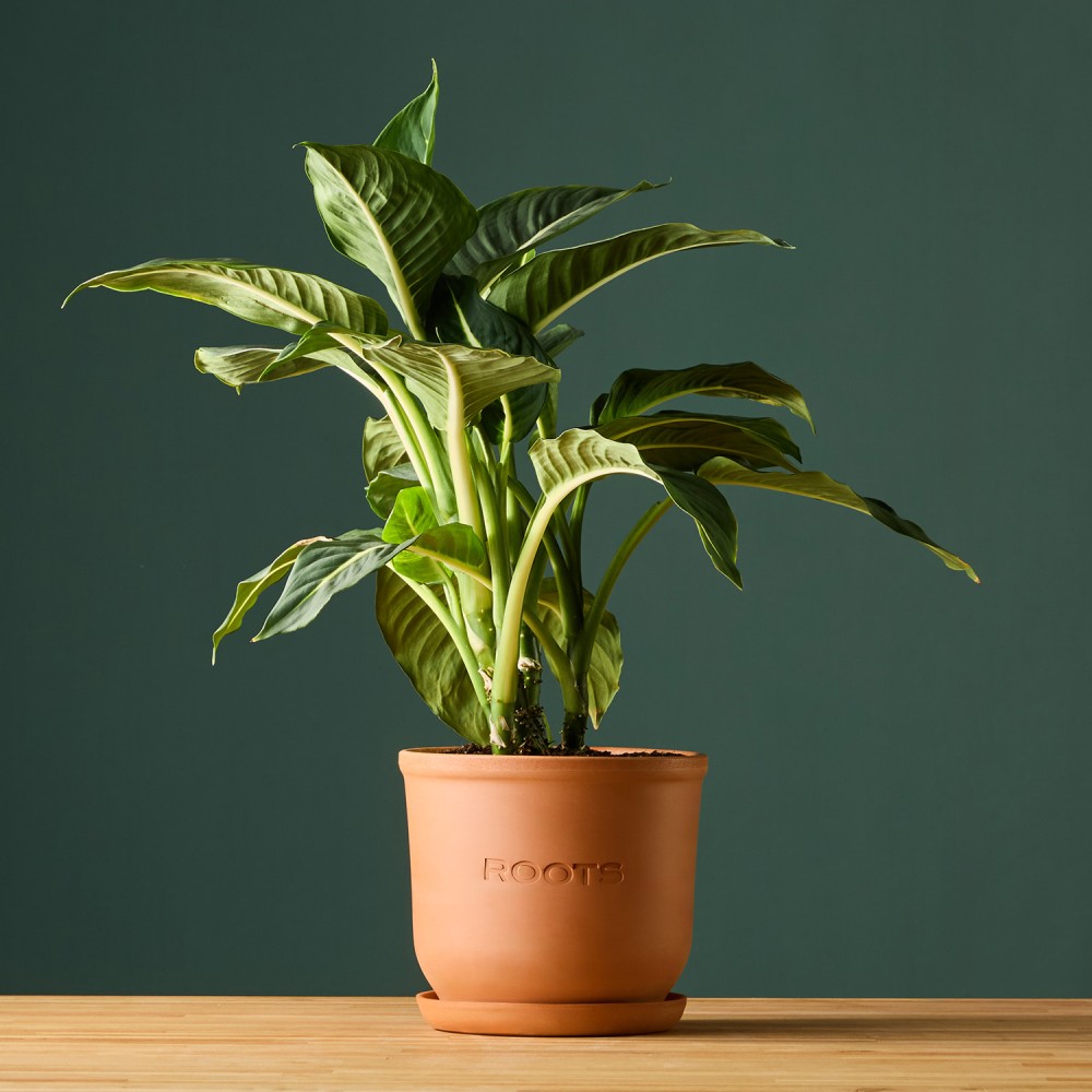 Диффенбахия Грин Мэджик Диффенбахия Грин Мэджик