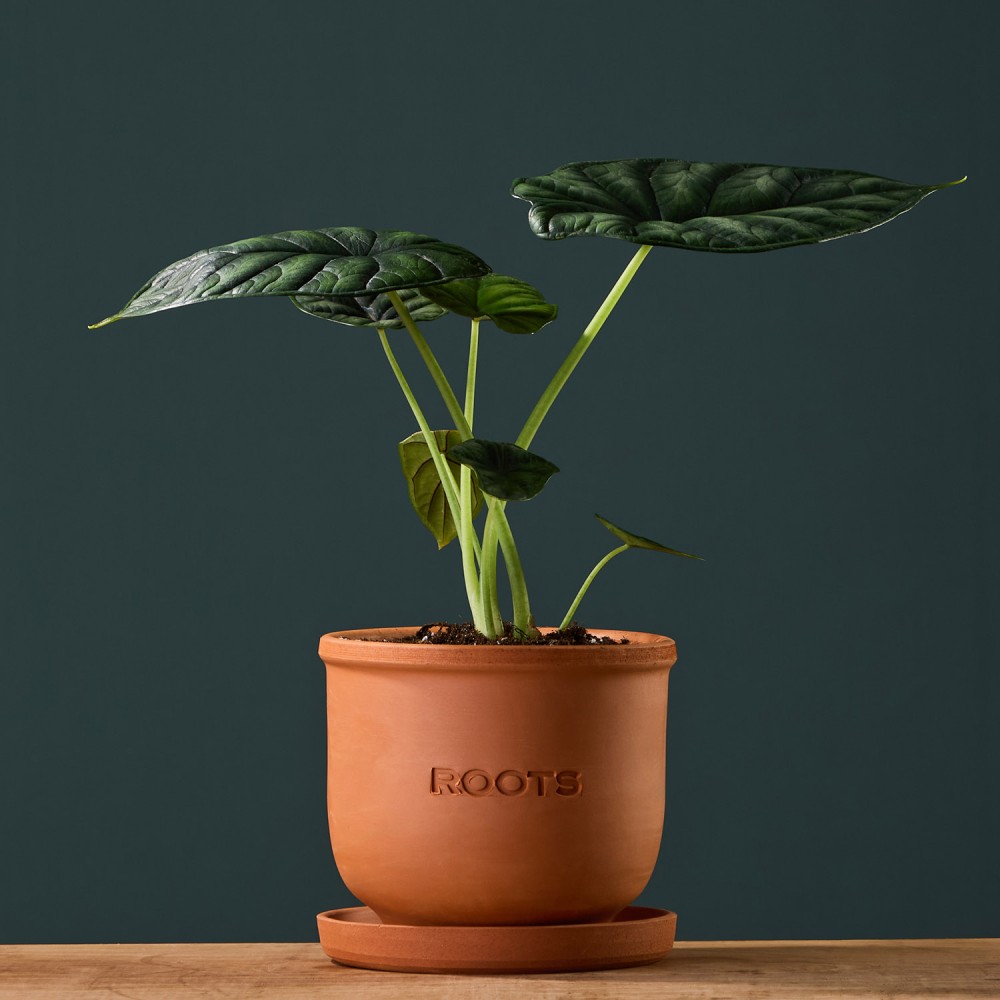 Алоказия Драгон Скэйл Алоказия Драгон Скэйл