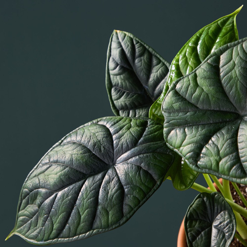 Алоказия Драгон Скэйл Алоказия Драгон Скэйл