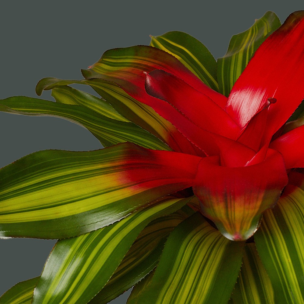 Неорегелия