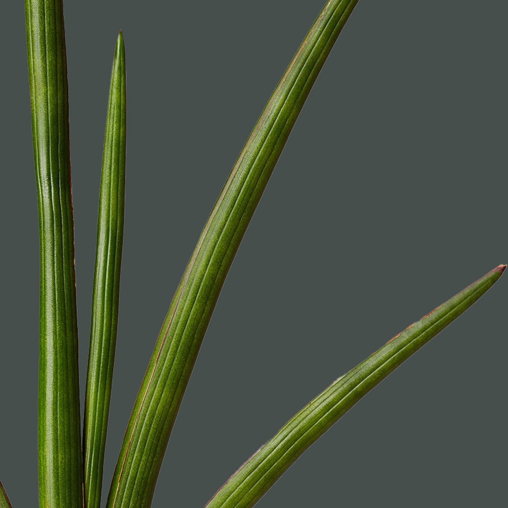 Сансевиерия Цилиндрика Фан Сансевиерия Цилиндрика Фан