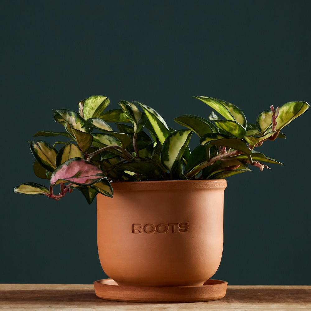 Хойя Триколор Хойя Триколор