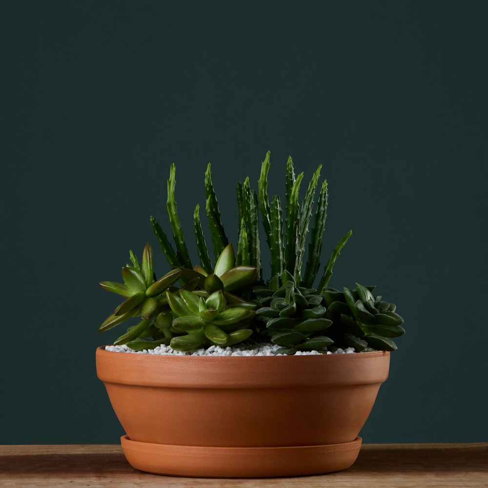 Суккулент микс 03