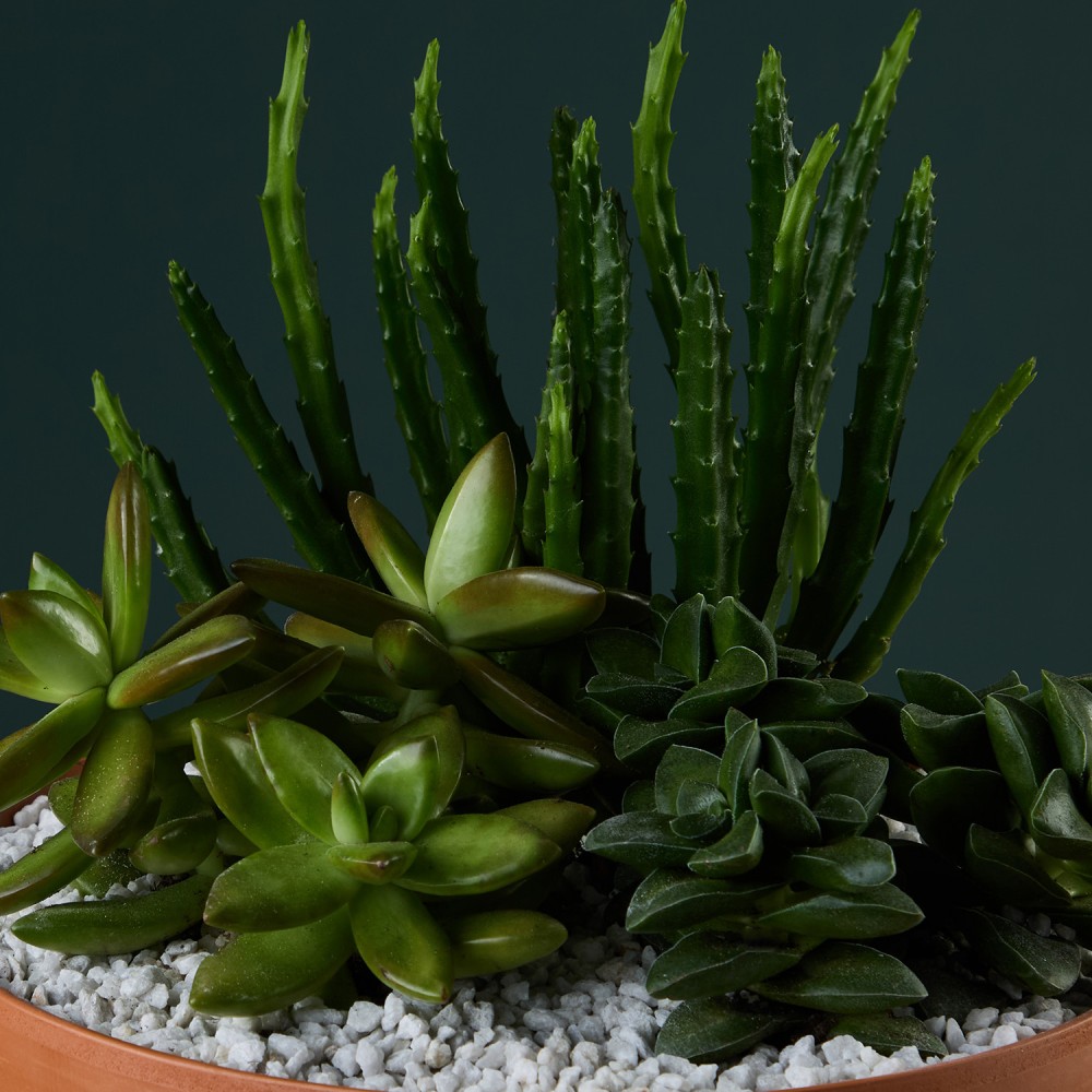 Суккулент микс 03