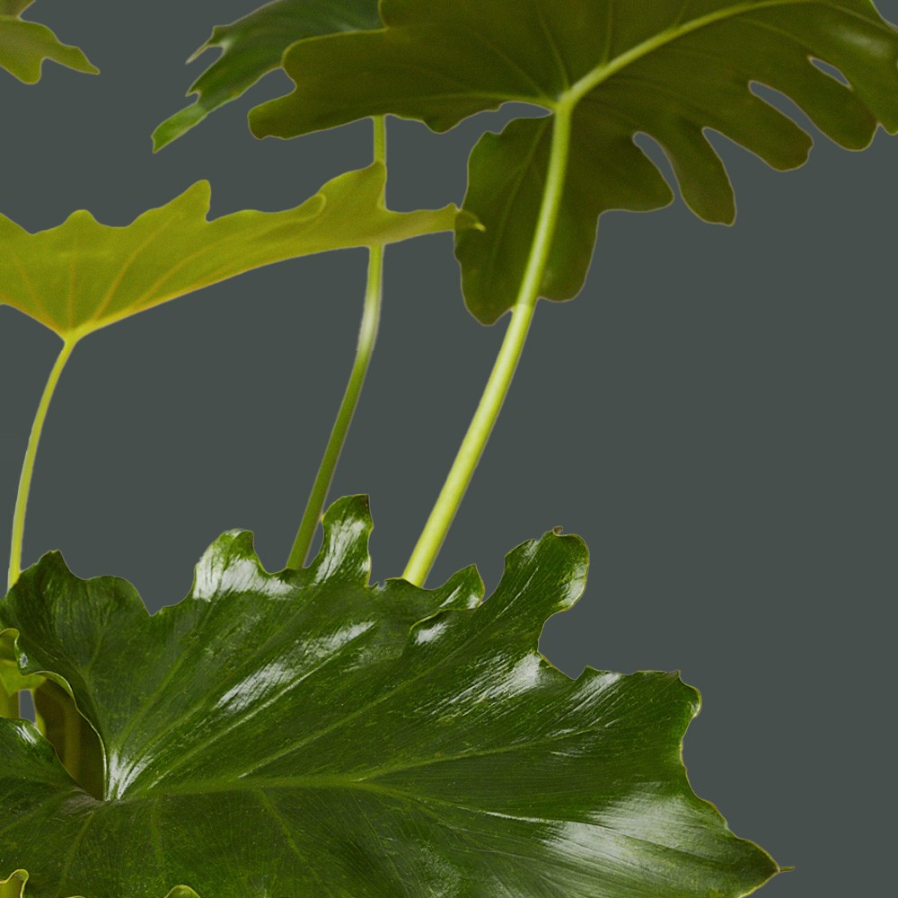 Филодендрон Шангри Ла Филодендрон Шангри Ла