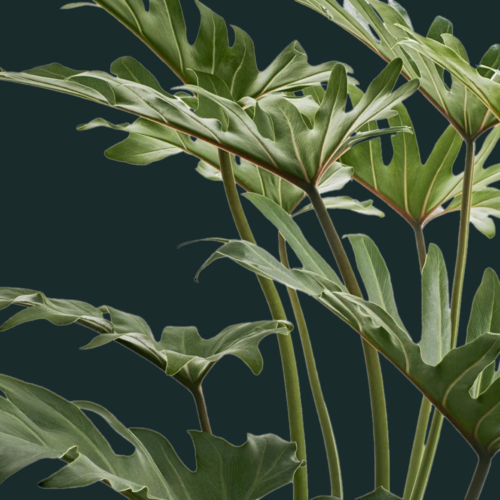 Филодендрон Ксанаду Филодендрон Ксанаду