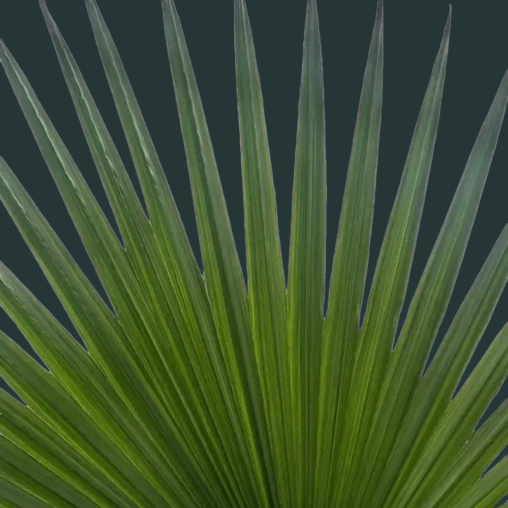 Вашингтония Вашингтония