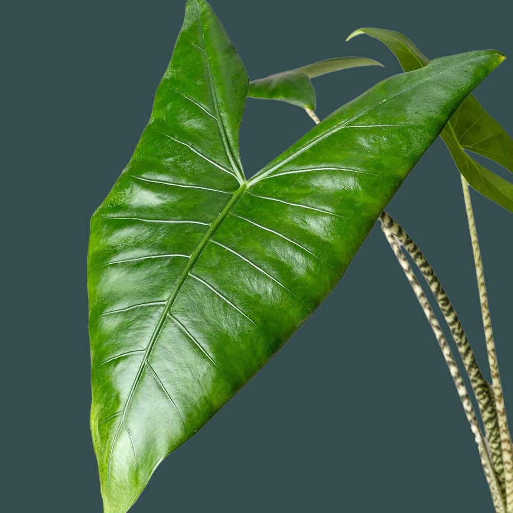 Алоказия Зебрина