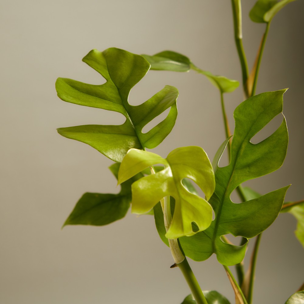 Монстера Минима Монстера Минима