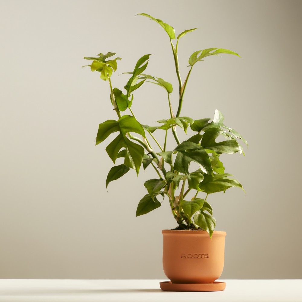 Монстера Минима Монстера Минима