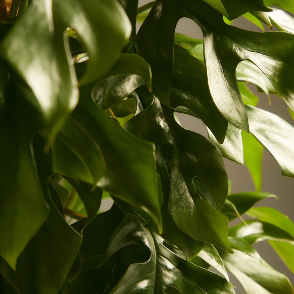 Монстера Минима Монстера Минима