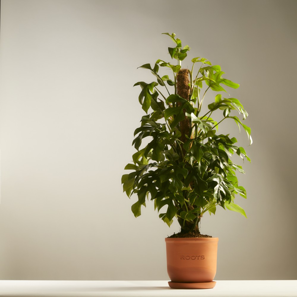 Монстера Минима Монстера Минима