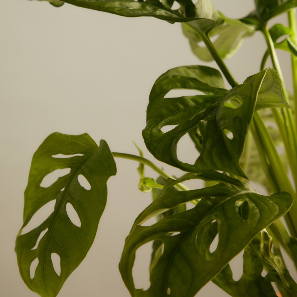 Монстера Манки Маск 