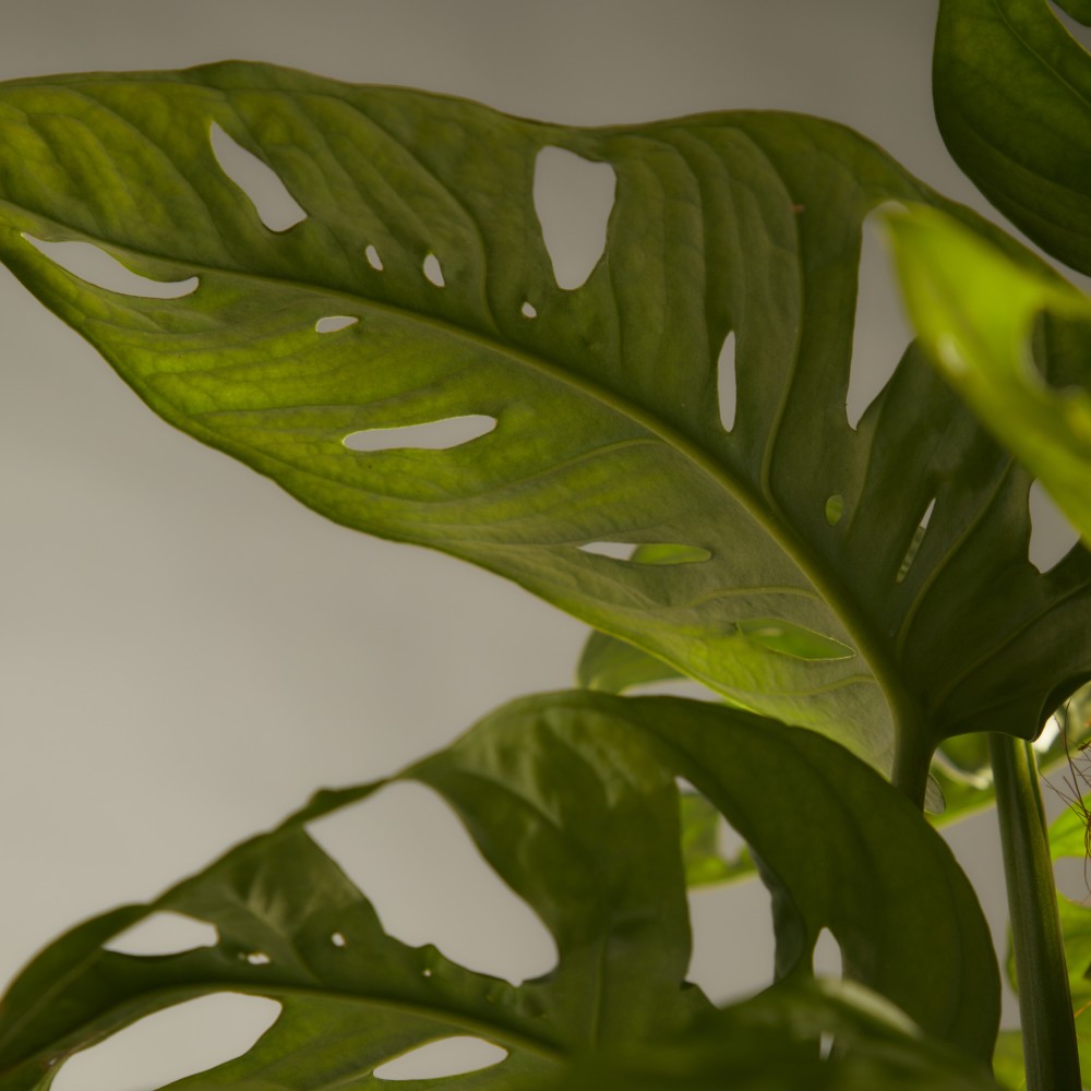 Монстера Манки Маск 