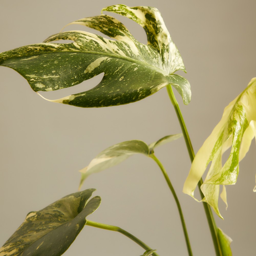 Монстера Вариегатная Монстера Вариегатная