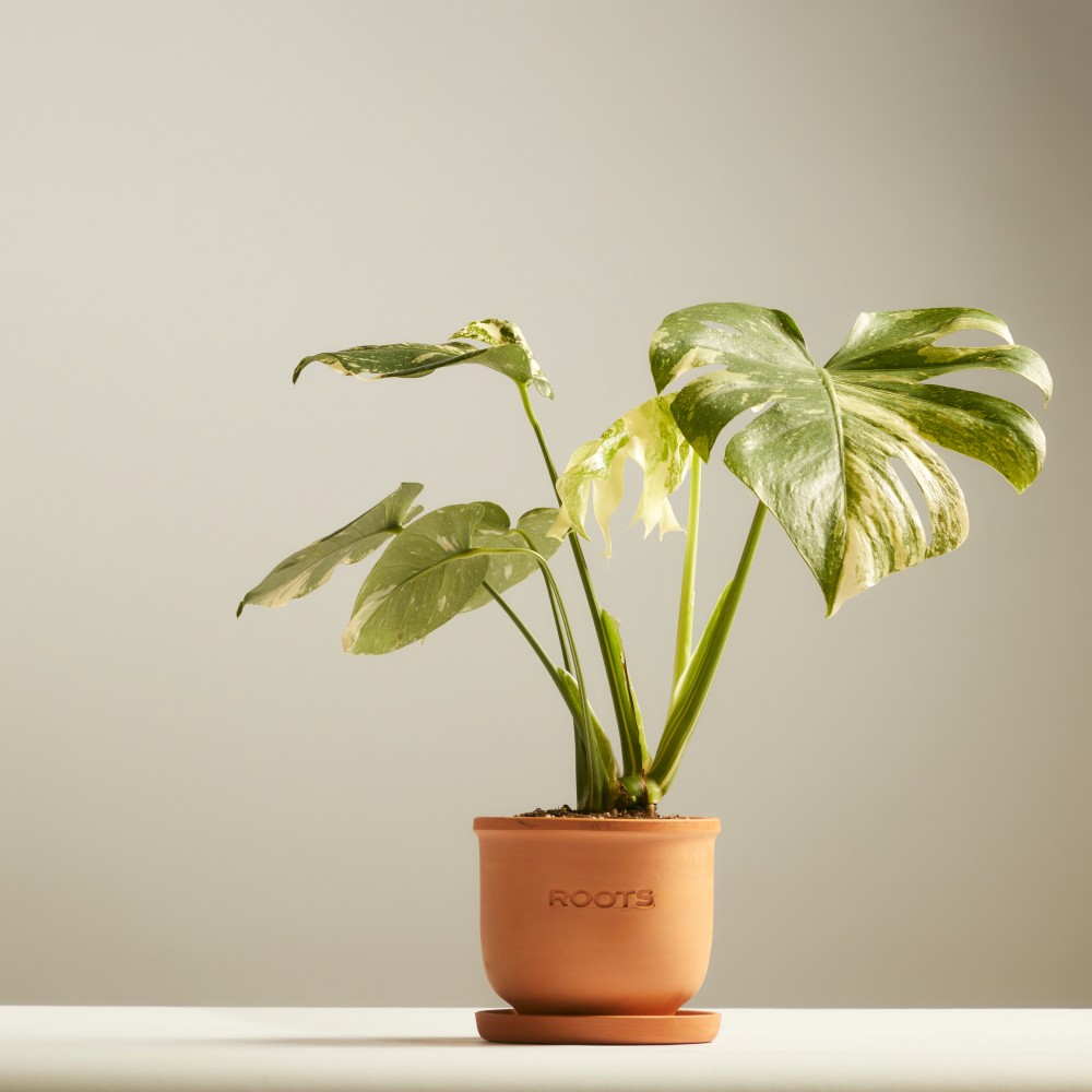 Монстера Вариегатная Монстера Вариегатная