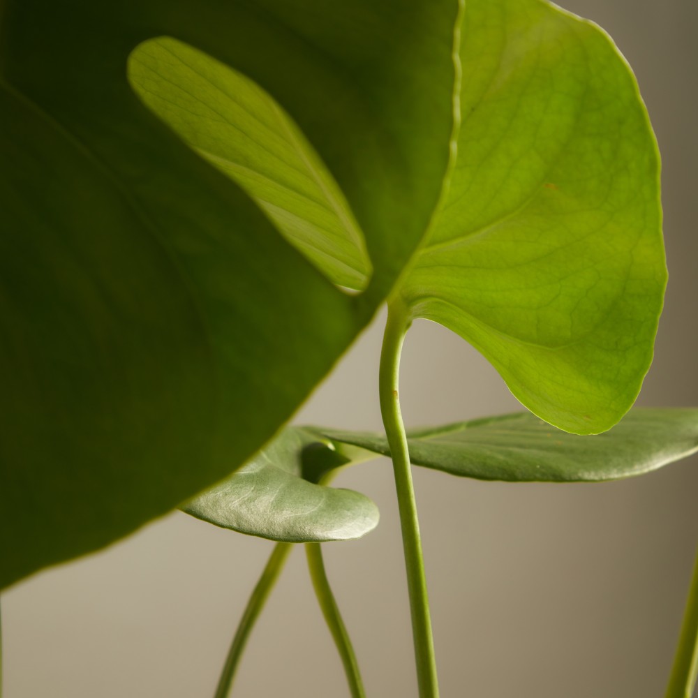 Монстера Делициоза Монстера Делициоза