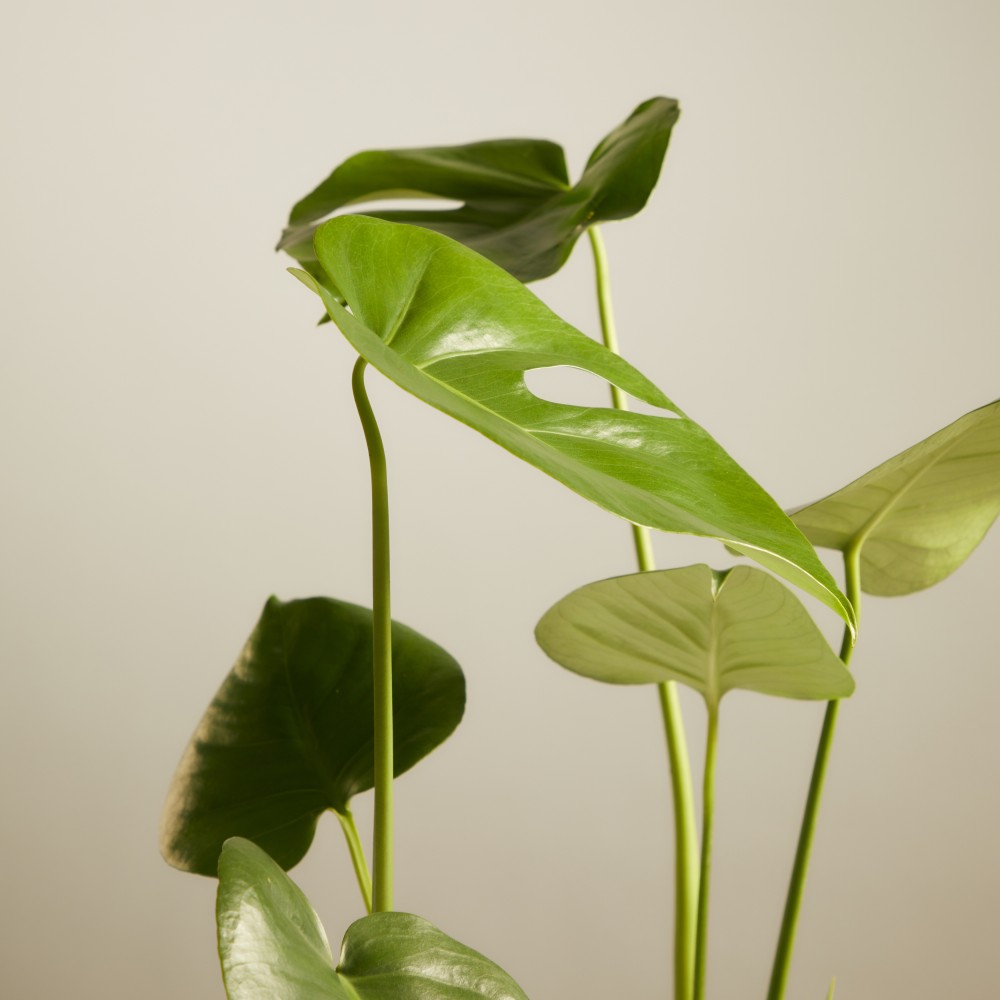 Монстера Делициоза Монстера Делициоза