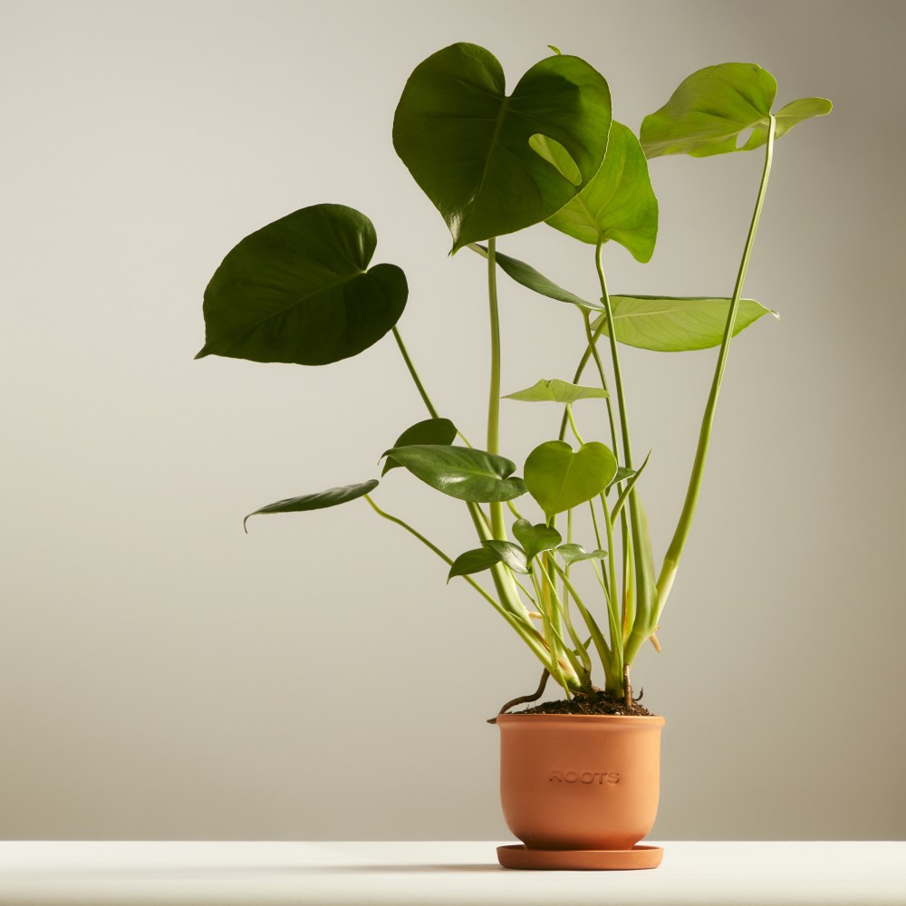 Монстера Делициоза Монстера Делициоза