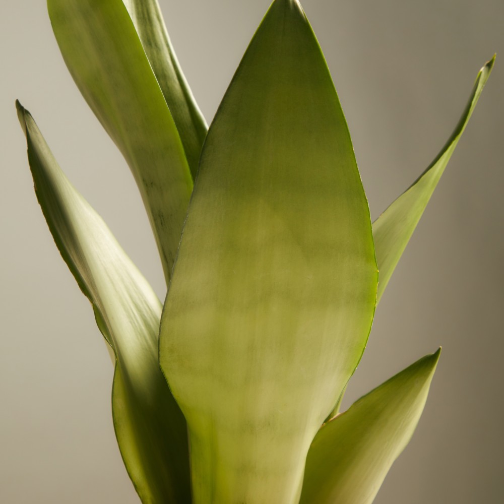 Сансевиерия Муншайн Сансевиерия Муншайн