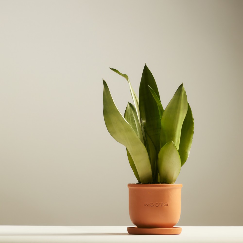 Сансевиерия Муншайн Сансевиерия Муншайн