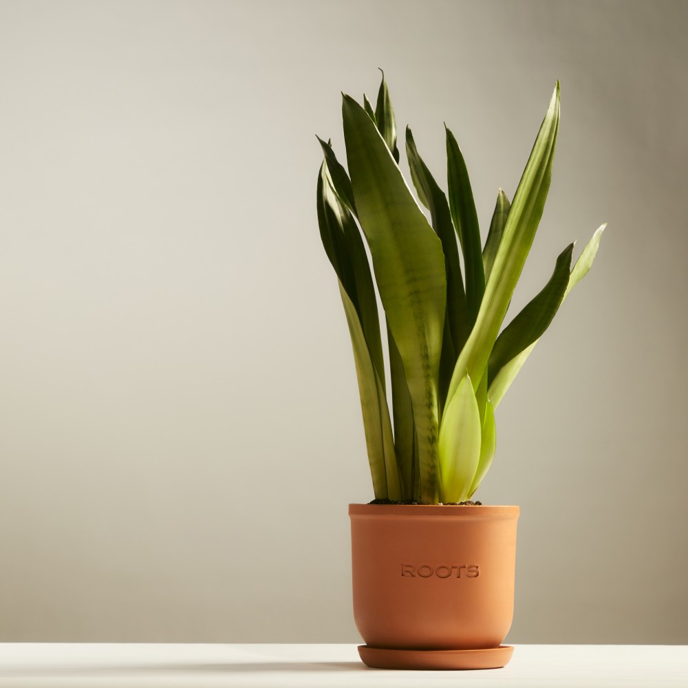 Сансевиерия Муншайн Сансевиерия Муншайн