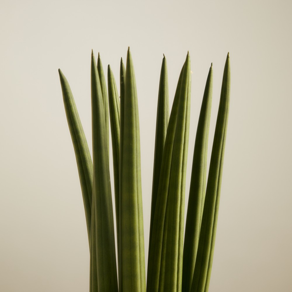 Сансевиерия Цилиндрика