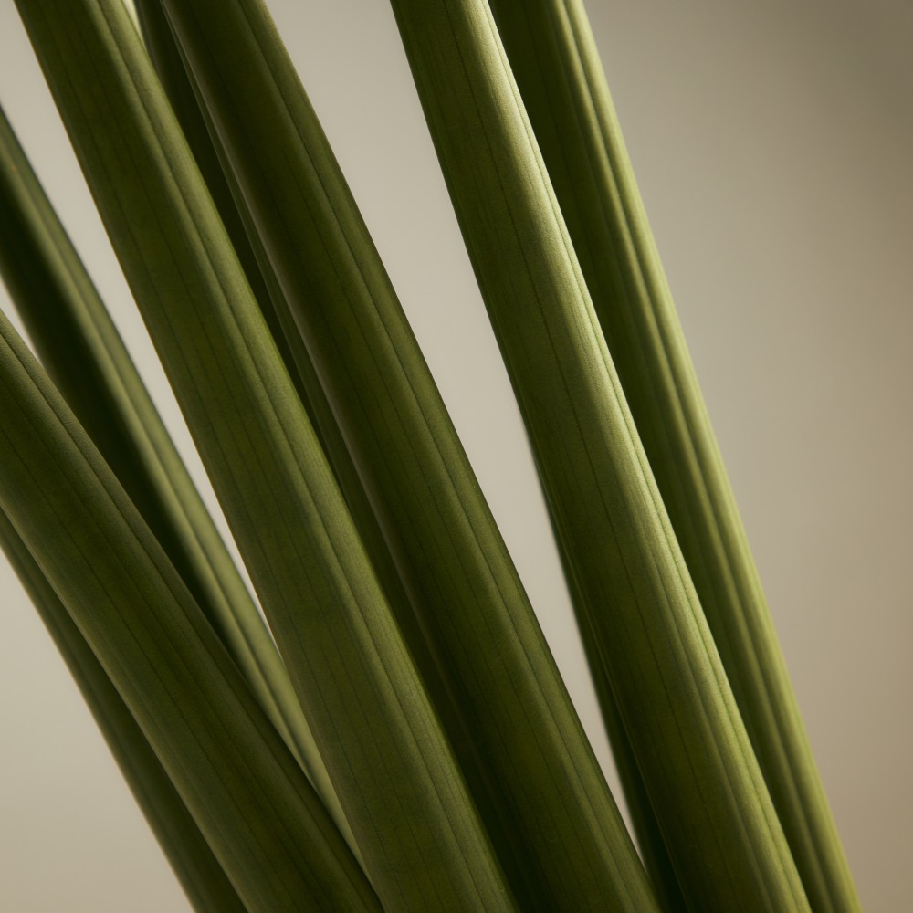 Сансевиерия Цилиндрика