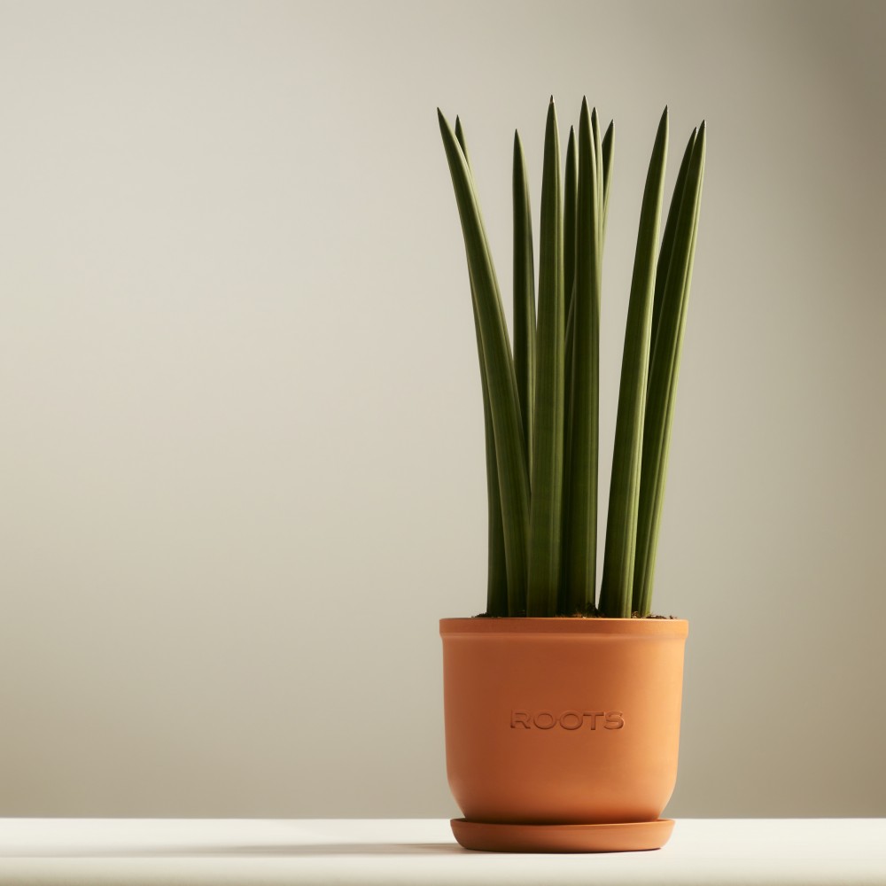 Сансевиерия Цилиндрика