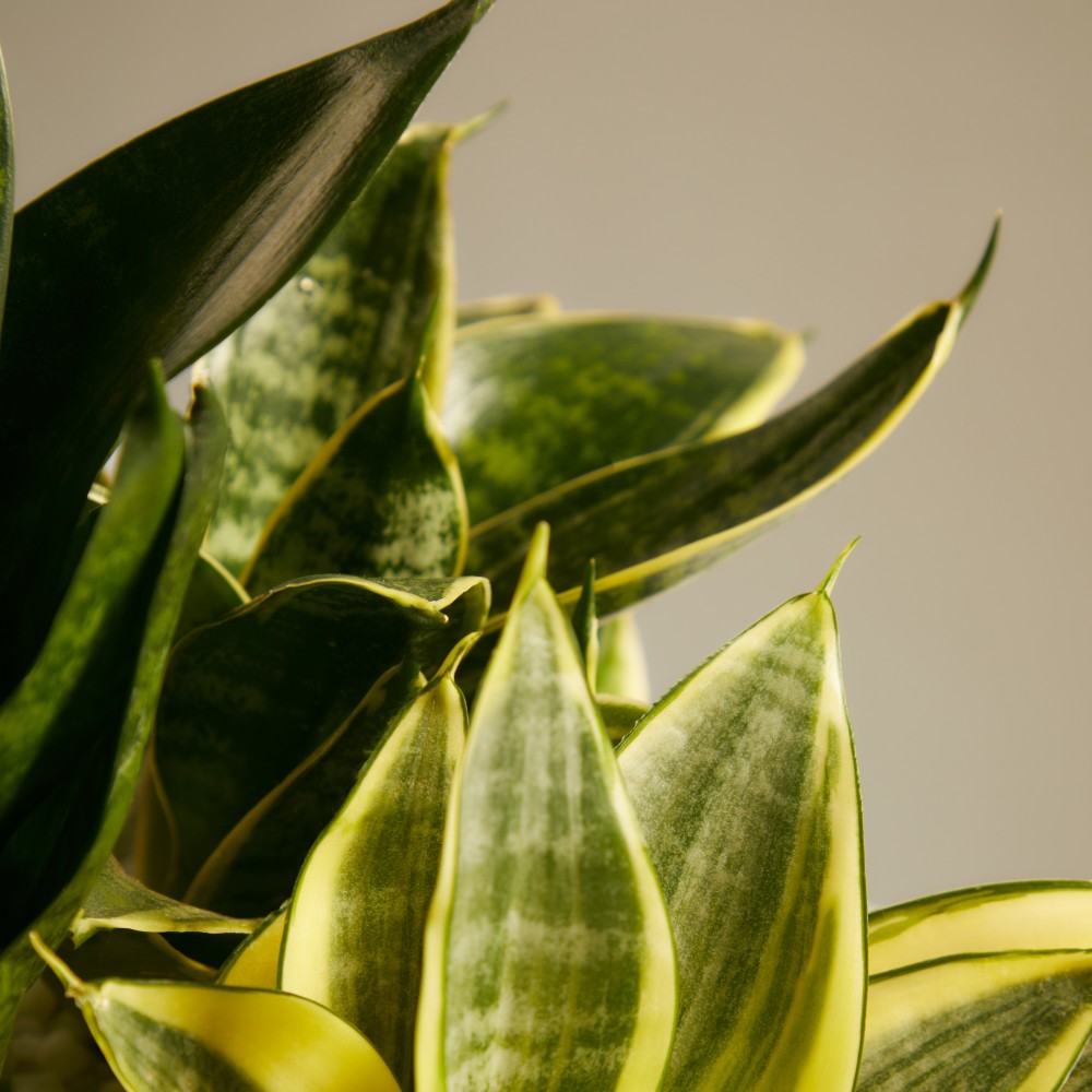 Суккулент микс 05