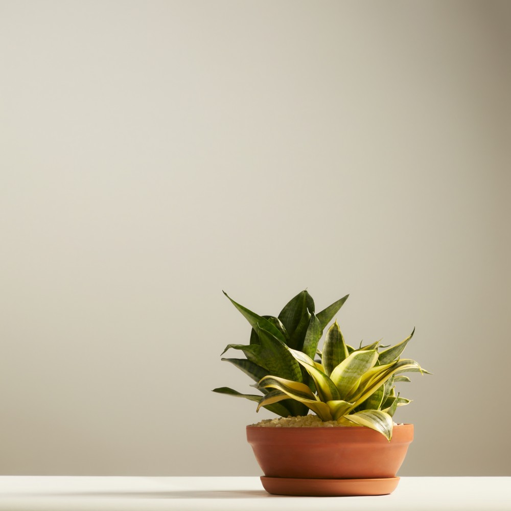 Суккулент микс 05