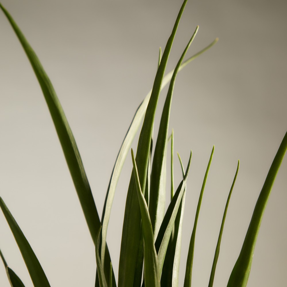 Сансевиерия Кирки