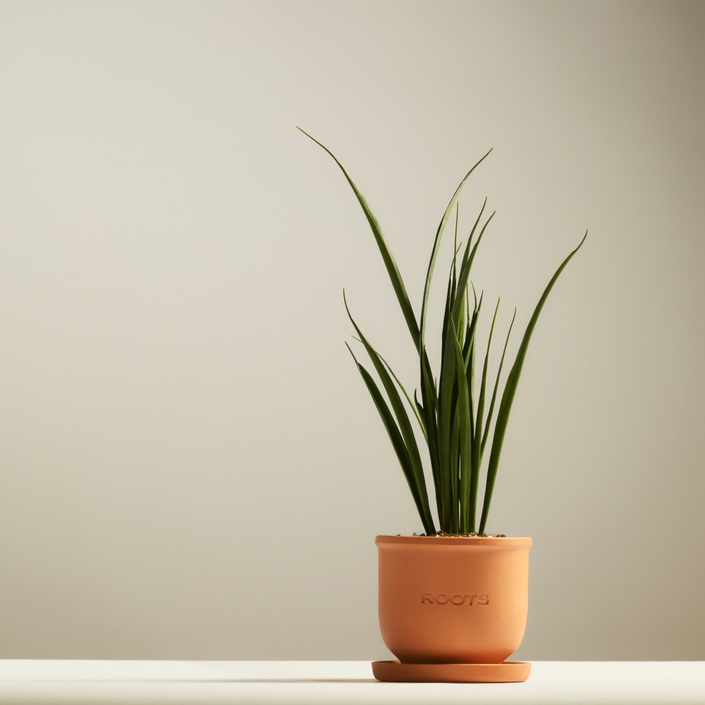 Сансевиерия Кирки