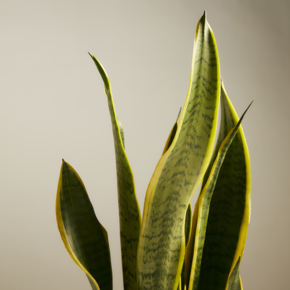 Сансевиерия Лауренти Сансевиерия Лауренти