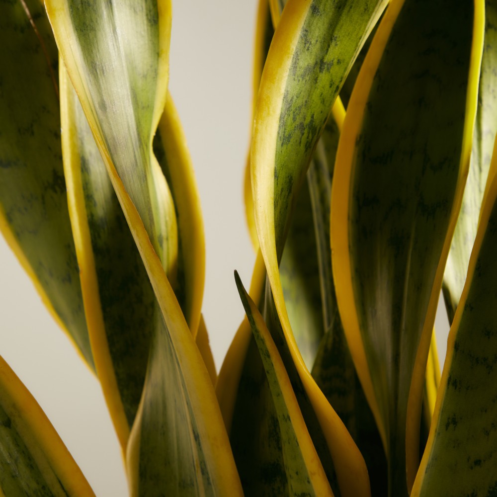 Сансевиерия Лауренти Сансевиерия Лауренти